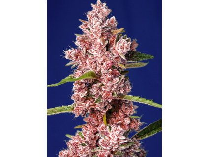 sweet seeds tropicana poison f1 fast