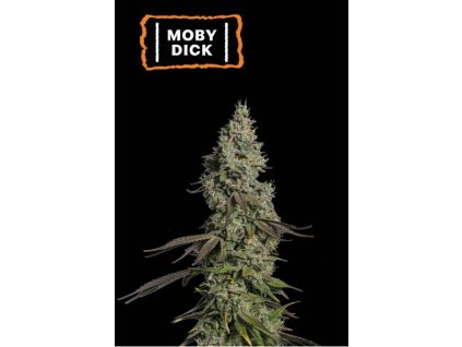 moby dick auto