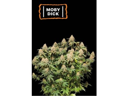 moby dick fem