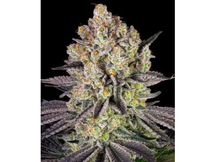 barneys farm runtz feminized