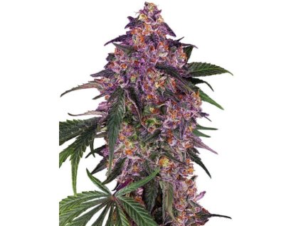 sensi seeds white labe purple bud feminized