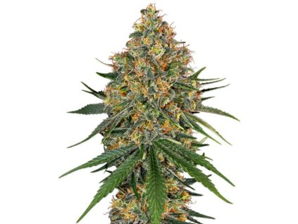 sensi seeds white label white cheese feminized
