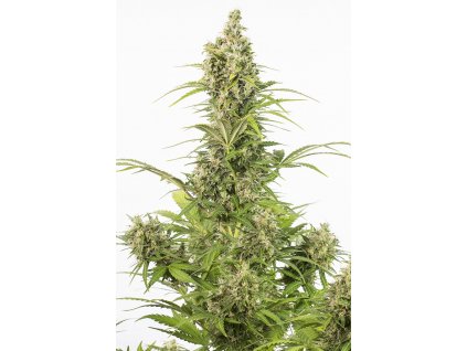 Dinafem White Widow Autoflowering CBD feminizovaná
