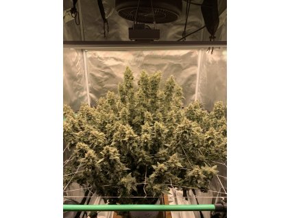 dutch passion auto sfv og feminized autoflowering