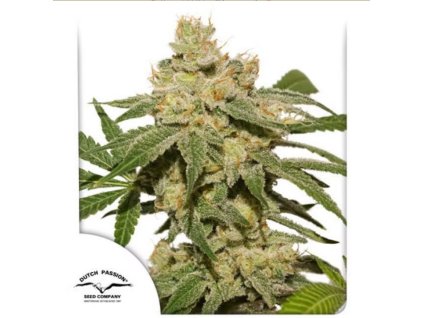 dutch passion auto oh my gusher autoflowering