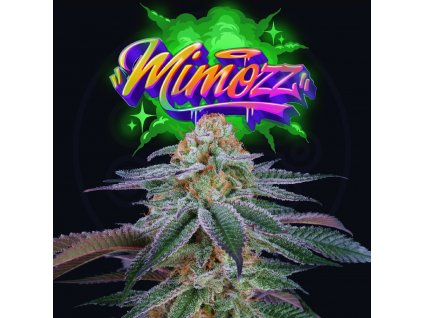 square mimozz
