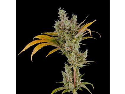 DNA Genetics 24K Gold feminizovaná