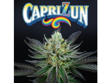 Perfect Tree Seeds Capri Zun feminized 6ks