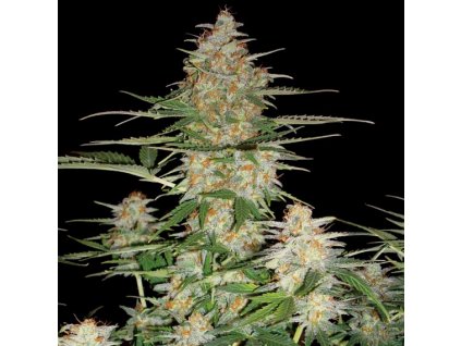 DNA Genetics 60 Day Wonder feminizovaná autoflowering