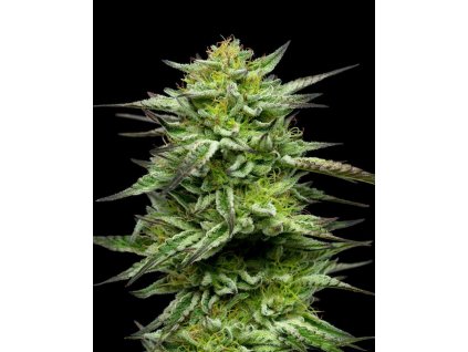 Mountaintop Mint
