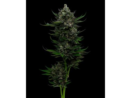 AUTO All Gas OG