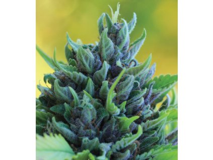 AUTO HUMBOLDT DREAM