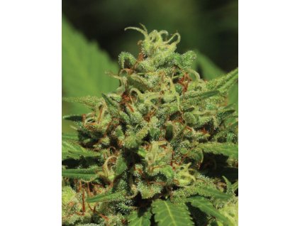 AUTO Emerald Fire OG