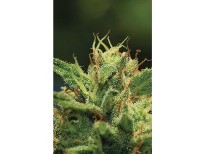 AUTO Humboldt Sour Diesel