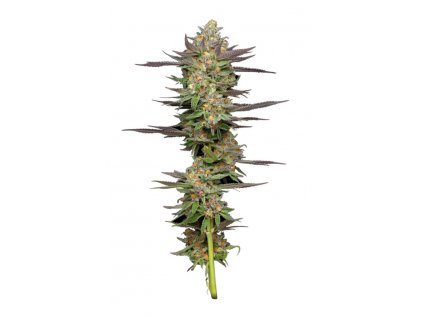 AUTO Mint Jelly