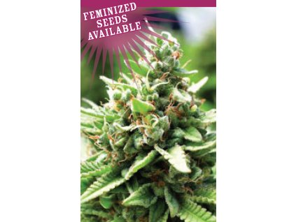 sol auto strain