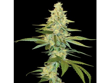 DNA Genetics Cataract Kush regulérní