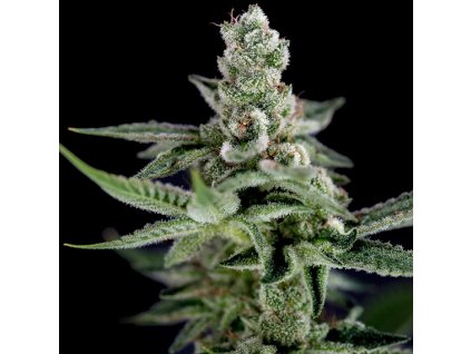 DNA Genetics Crocketts Haze regulérní