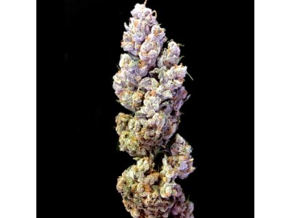 DNA Genetics Crocketts Tangie regulérní