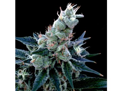 DNA Genetics Double Alien 18 feminizovaná