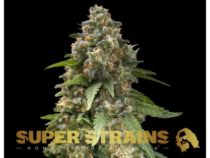 Super Strains � Enemy of the State