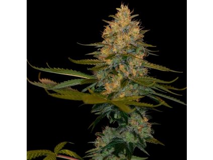 DNA Genetics Exodus Kush feminizovaná