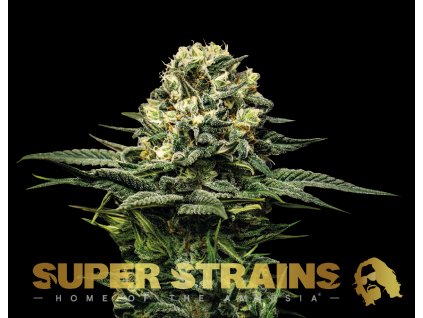 Super Strains � Wedding Cake