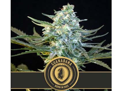 Blimburn Seeds Guanabana, feminizovaná