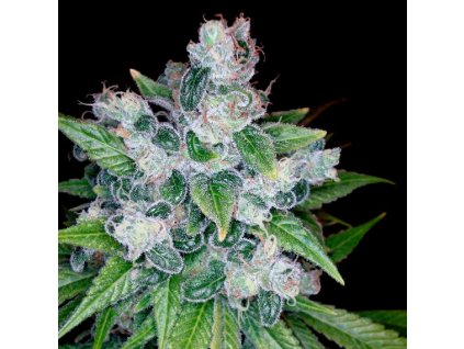 DNA Genetics Kandy Kush feminizovaná