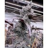 Lungbuster 570x713