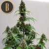 Blimburn Seeds AK Auto, feminized autoflowering, 3ks
