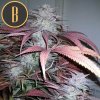 Blimburn Seeds Critical Daddy Purple,  feminized, VÝPRODEJ