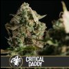 Blimburn Seeds Critical Daddy Purple,  feminized, VÝPRODEJ