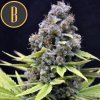 Blimburn Seeds Critical Auto,  feminized autoflowering, VÝPRODEJ