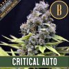 Blimburn Seeds Critical Auto,  feminized autoflowering, VÝPRODEJ