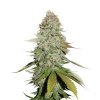 Blimburn Seeds CR+, feminized, 3ks