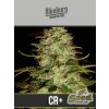 Blimburn Seeds CR+, feminized, 3ks