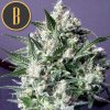 Blimburn Seeds Dama Blanca,  feminized, VÝPRODEJ