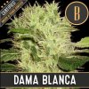 Blimburn Seeds Dama Blanca,  feminized, VÝPRODEJ