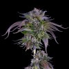 DNA Genetics LA Confidential feminizovaná