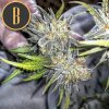 Blimburn Seeds Green Crack, feminizovaná
