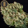 Blimburn Seeds Grandaddy Purple, feminizovaná