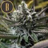 Blimburn Seeds Grandaddy Purple, feminizovaná