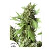 Dutch Passion Auto Duck, feminized autoflowering, 3ks