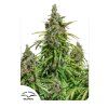 Dutch Passion Auto Mazar, feminized autoflowering, 3ks