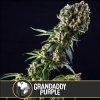 Blimburn Seeds Grandaddy Purple, feminizovaná