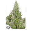 Dutch Passion Auto Ultimate, feminized autoflowering, 3ks