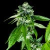 DNA Genetics Sorbet Dreams feminizovaná