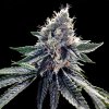 DNA Genetics Sour Kosher feminizovaná