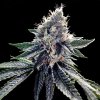 DNA Genetics Sour Kush feminizovaná